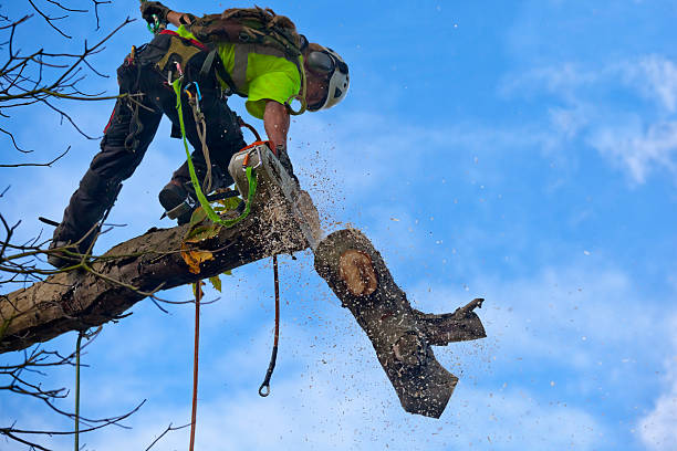 Leaf Removal in Silver Lake, NC